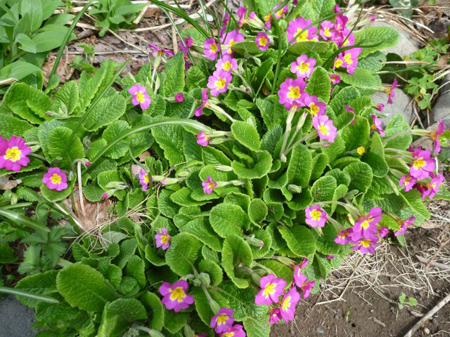 プリムラ・ポリアンサ