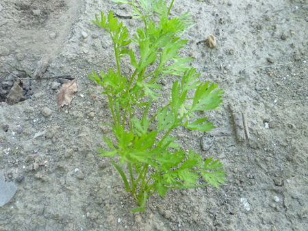 サラダニンジン