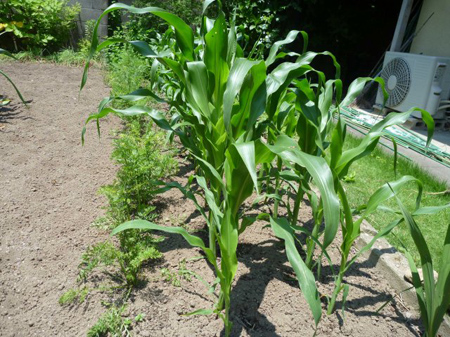 トウモロコシ