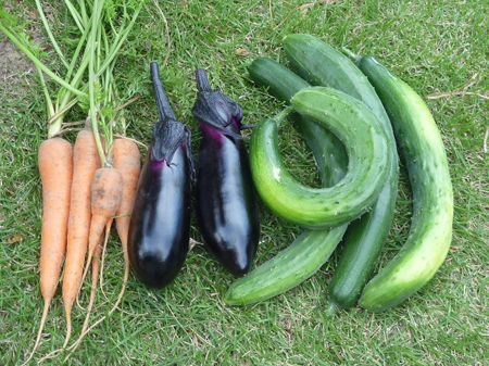 ナスと胡瓜