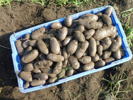 シャドークイーン