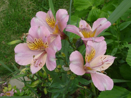 アストロメリア