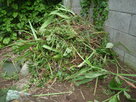 ジャーマンアイリス