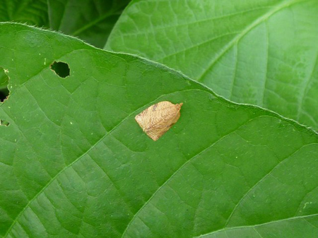 マメシンクイガ