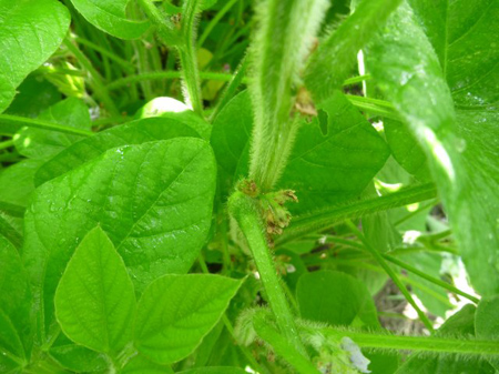 マメシンクイガ