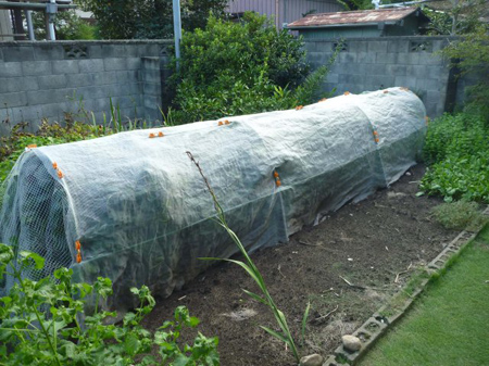 ダイズシンクイムシ