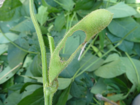 ダイズシンクイムシ