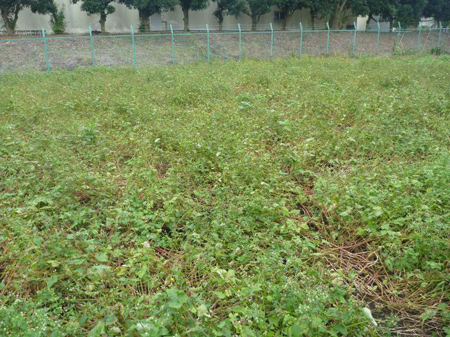 花の姿がありません