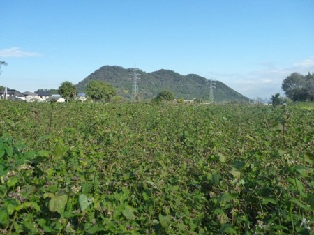 蕎麦畑