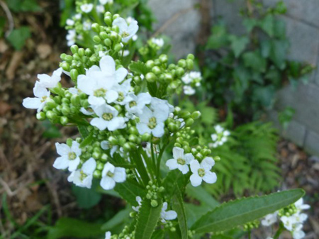 蝦夷山葵の花