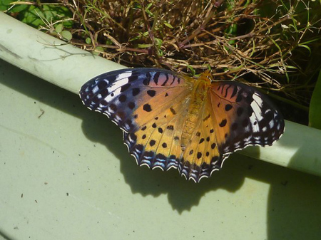 ヒョウモンチョウ