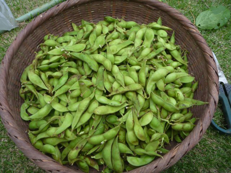 丹波黒豆の収穫