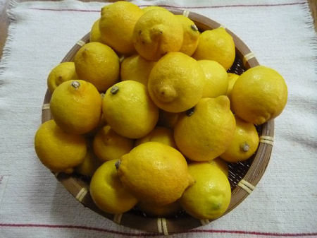 沼津産レモン