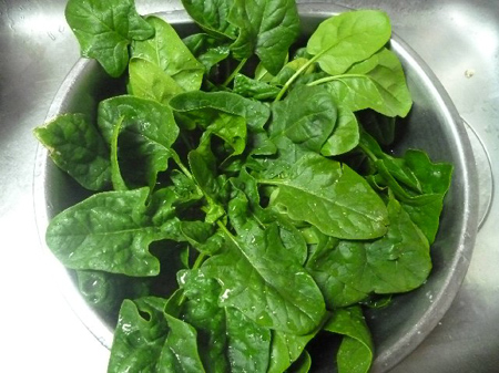 Vol 1444 ちぢみほうれん草 修理人たぐちの徒然日記 カメラのキタムラ