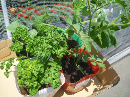 Vol 1478 津久井在来大豆 種蒔き 修理人たぐちの徒然日記 カメラのキタムラ