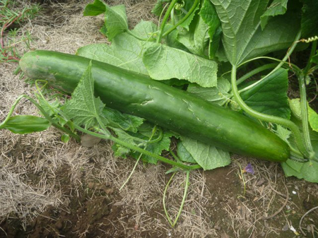 Vol.1480]埼玉菜園（超お化けキュウリ）│修理人たぐちの徒然日記