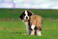 �Z���g�E�o�[�i�[�h