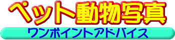 ペット動物写真ワンポイントアドバイス