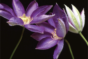 一隅の四季  秋山庄太郎 花・女 秋山庄太郎写真集(秋山庄太郎) / 出島書店 / 古本、中古