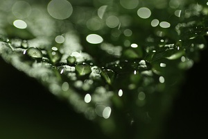 葉っぱについた水滴