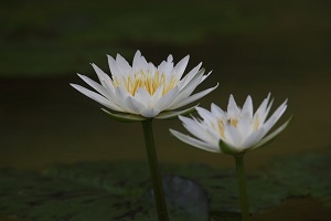 背景の水面も入れて