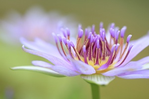 グラデーションをたのしむ