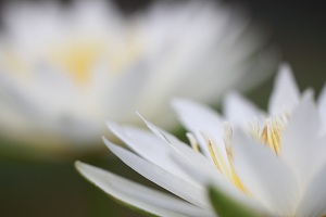 アップでの撮影