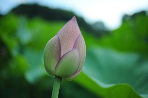 午後につぼみの状態も撮影