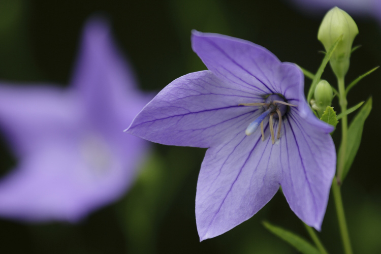 Vol 119 6月の花を撮影してみる 種清豊のフォトコラム カメラのキタムラ