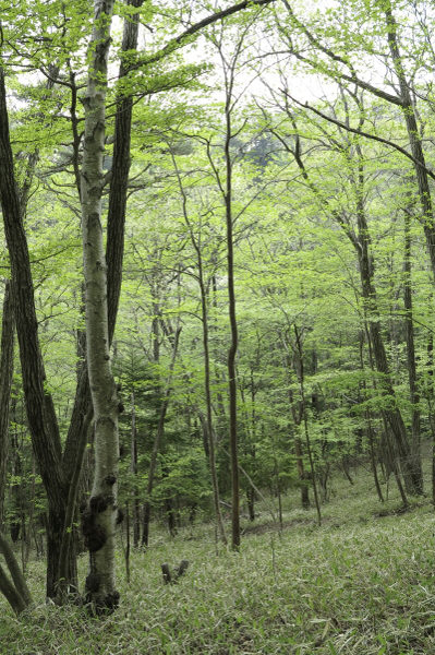 木立 WB太陽光 補正無し