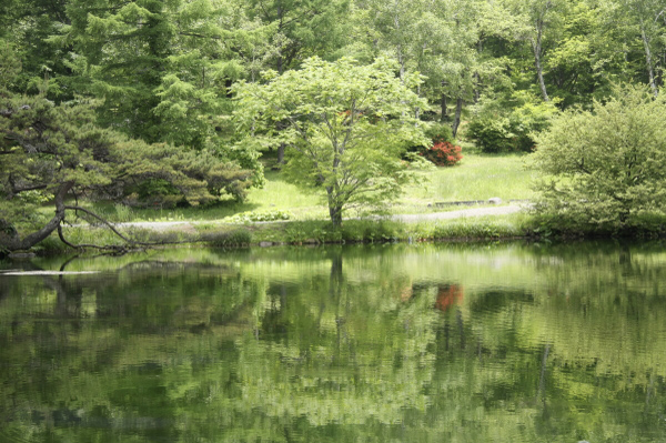 木立と写りこみ