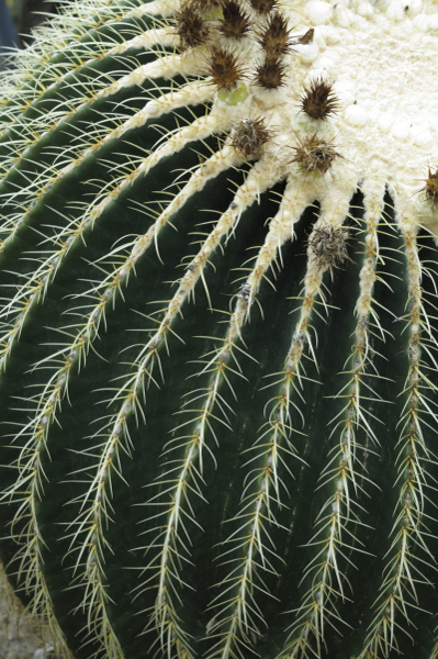 WB4400K サボテン