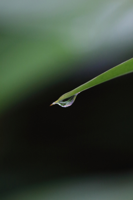 Vol 227 水滴のついた葉っぱを撮ろう 種清豊のフォトコラム カメラのキタムラ