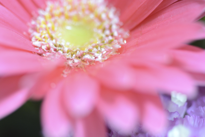 接写リングなし　最短撮影2