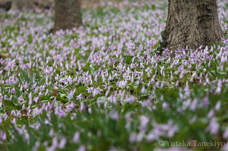 カタクリ群生地