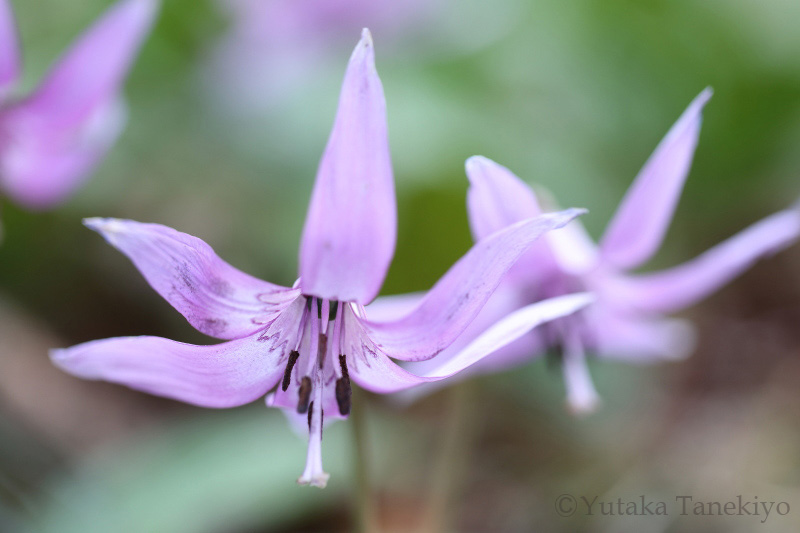 マクロ最短で撮影