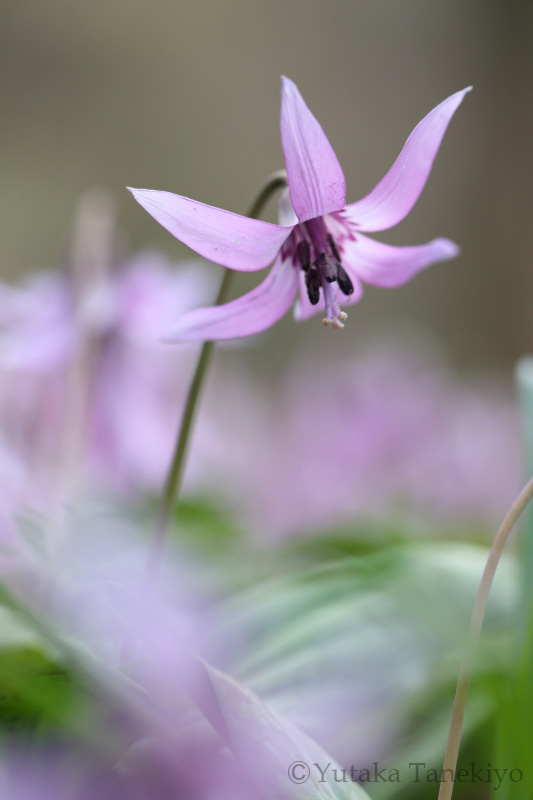 前ボケをいれて