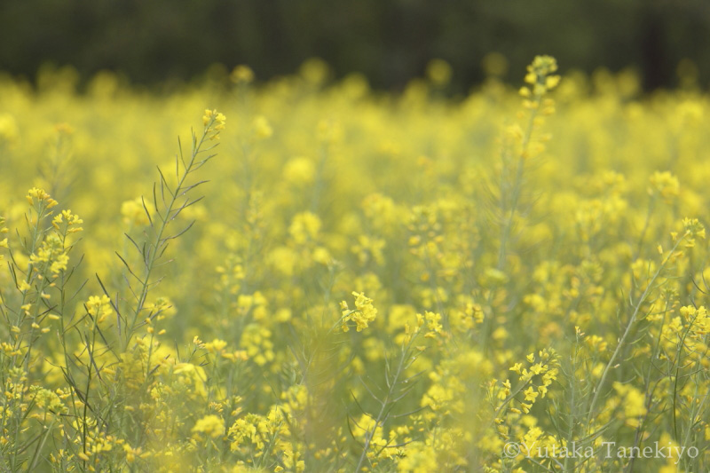 前景にピントを合わせたもの