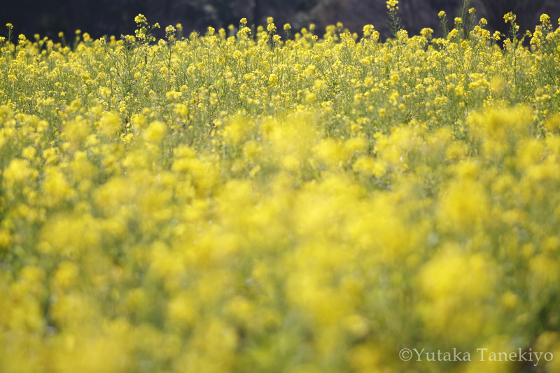 中景にピントを合わせたもの