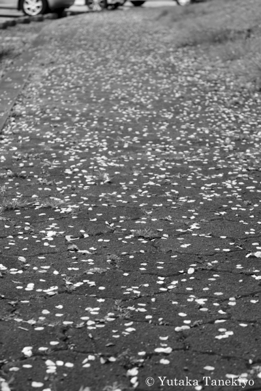 歩道に散る桜