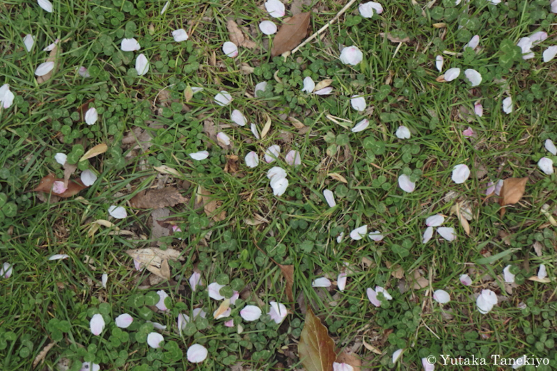 緑とのコントラスト