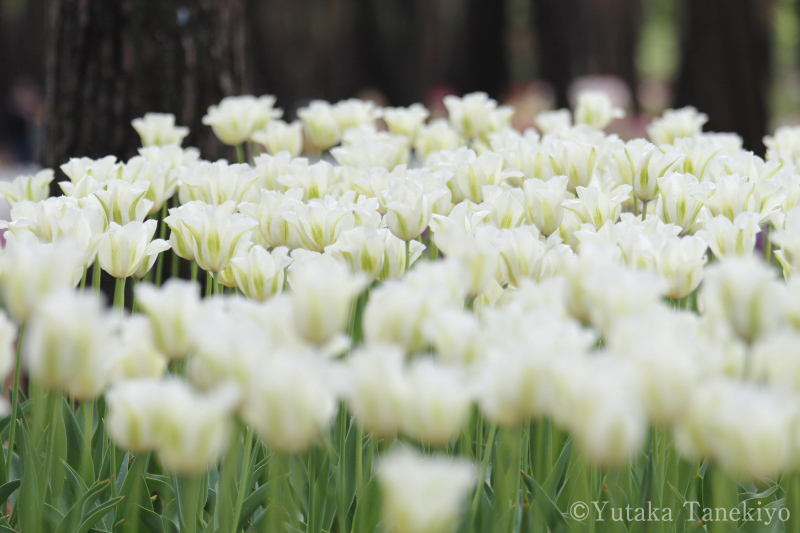 チューリップ畑