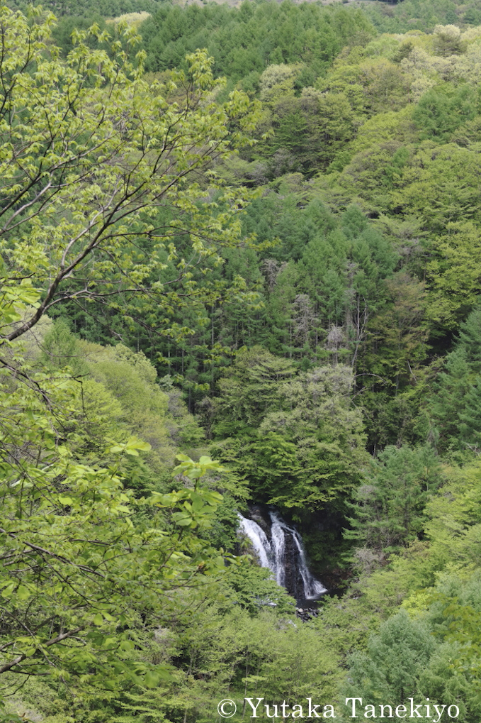 滝と新緑