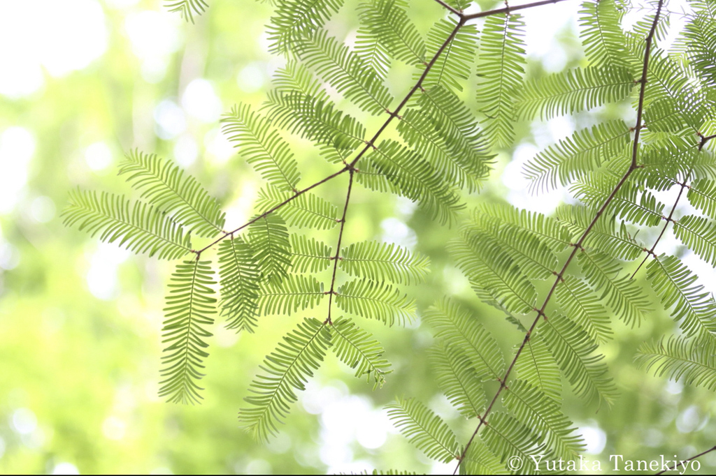 透過光でねらう