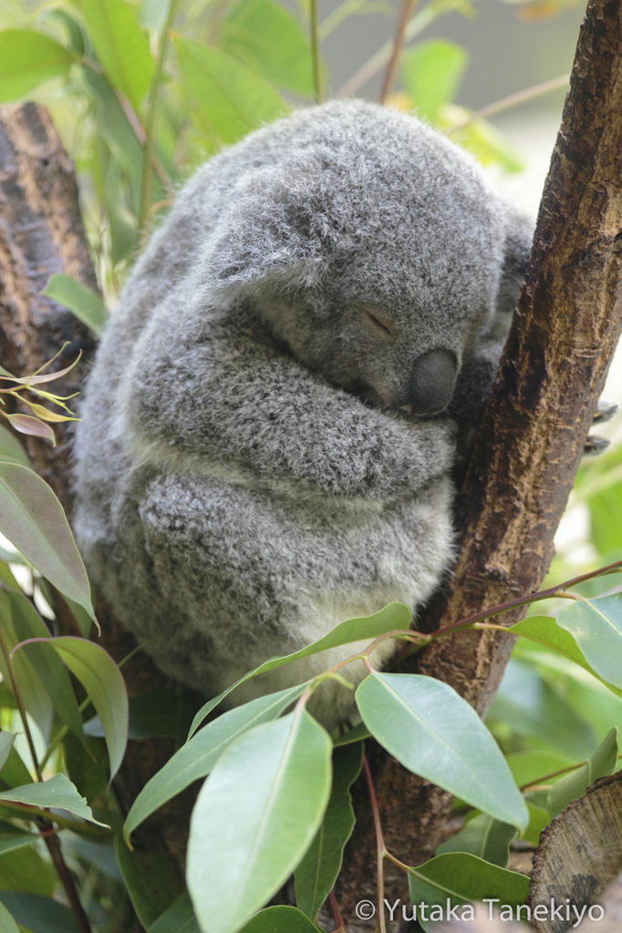 睡眠中のコアラ