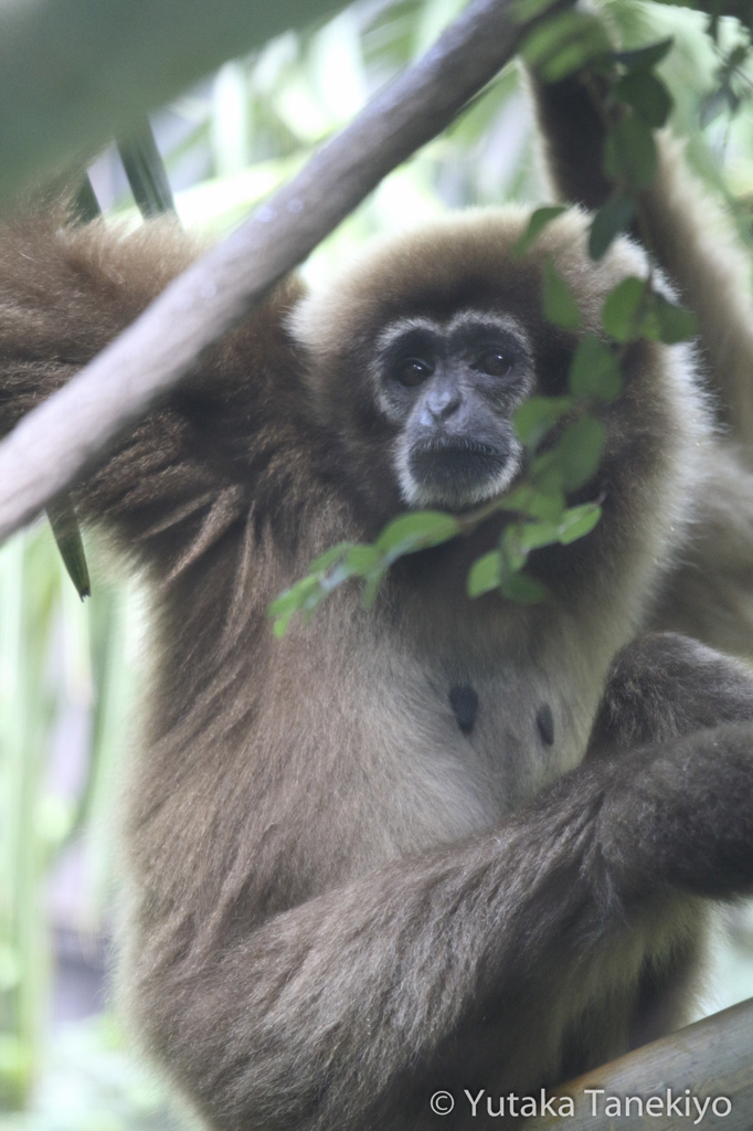 レッサーパンダ