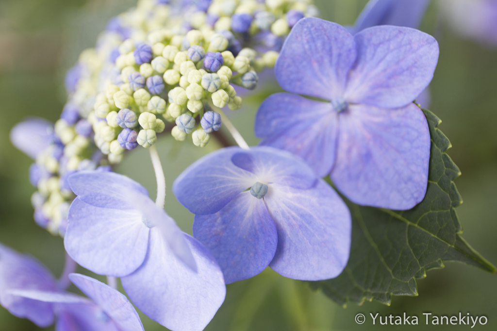 プラス1.7補正で明るく