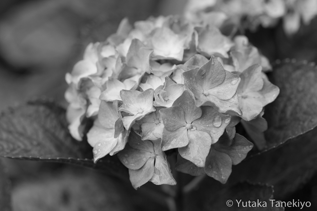 雨とアジサイ