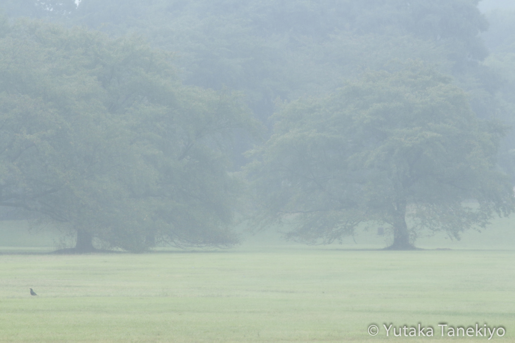雨の風景1