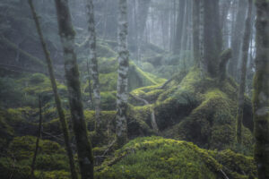 森の中の風景写真の楽しみ方｜齋藤朱門
